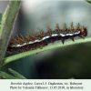 brenthis daphne daghestan larva l5 2
